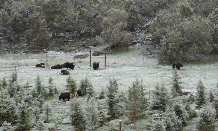 yaks in snow
