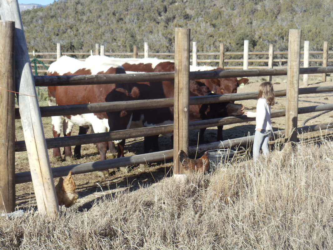 girl feeding pinzgauer cows