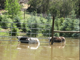 yaks in water