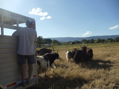man on trailer with yaks