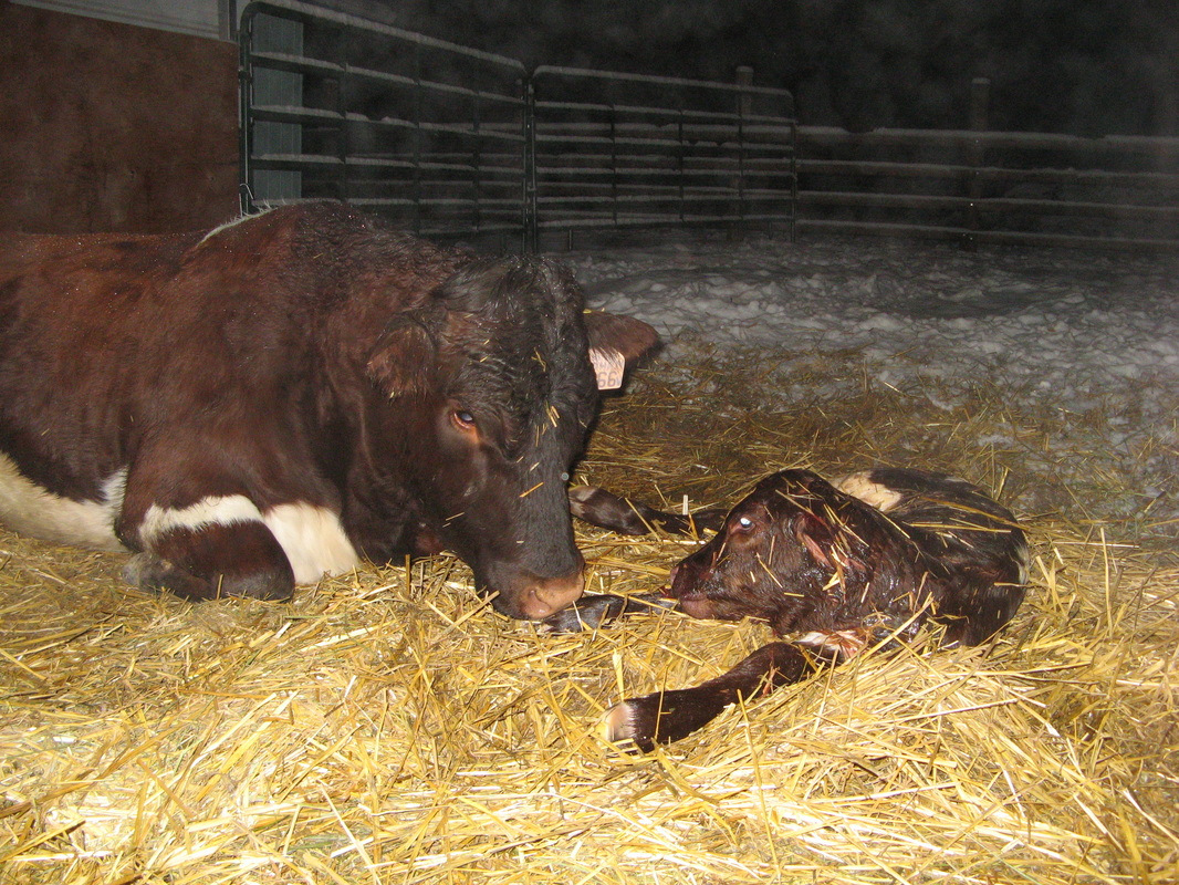 Pinzgauer cow and calf